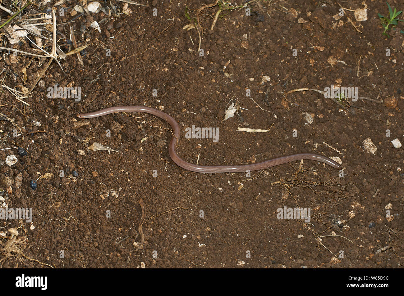 Worm Schlange (Typhlops vermicularis) auf Masse, Korfu, Griechenland, Mai. Stockfoto