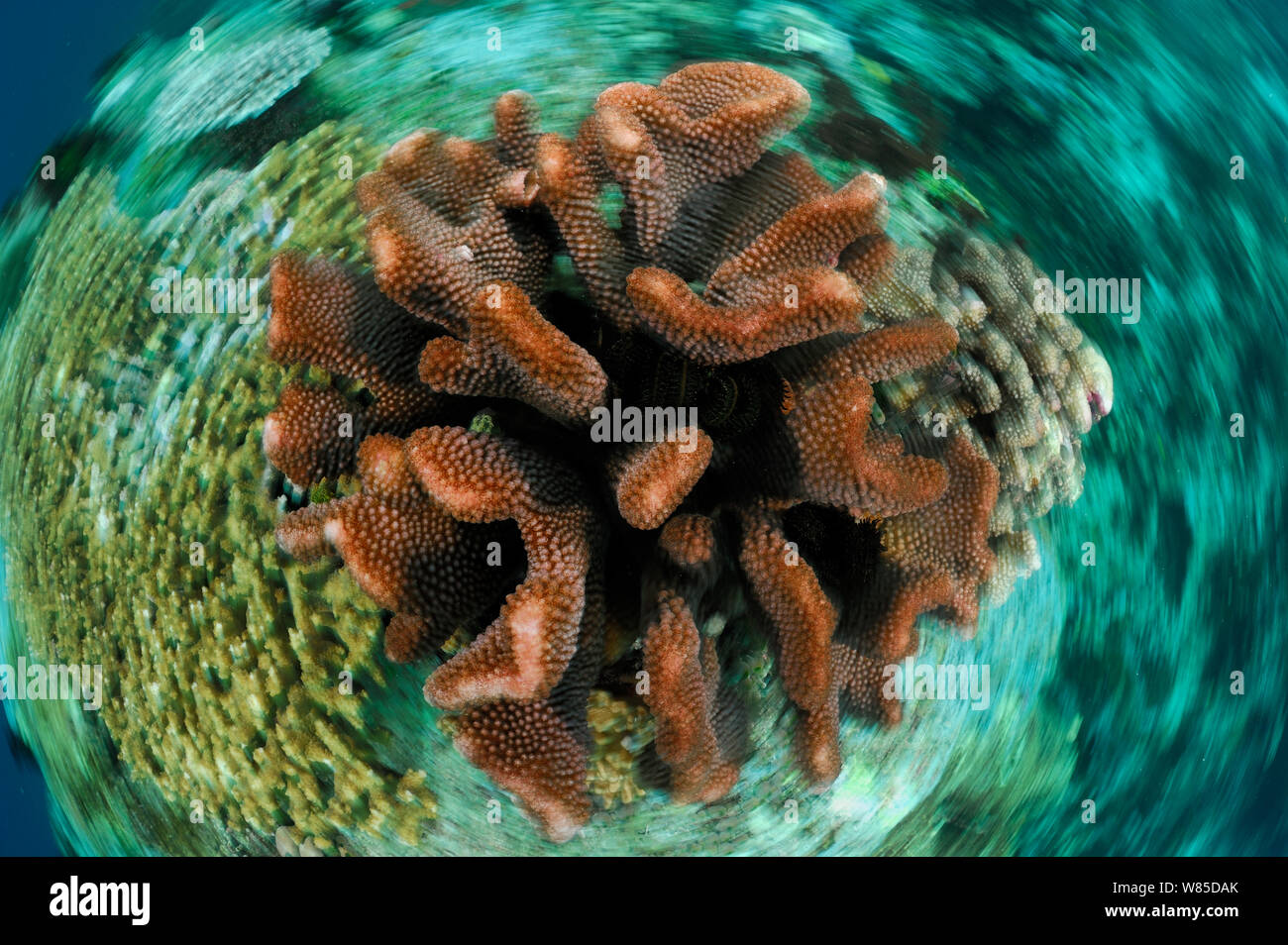 Stony Coral (Pocillopora sp) Raja Ampat, West Papua, Indonesien, im Pazifischen Ozean. Stockfoto