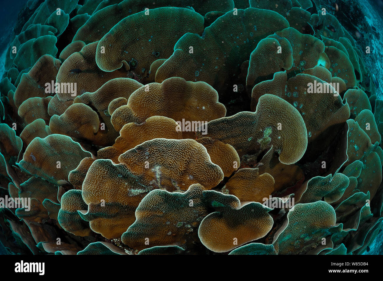 Kleine Polypen stony Coral (Montipora sp) Platten, Raja Ampat, West Papua, Indonesien, im Pazifischen Ozean. Stockfoto