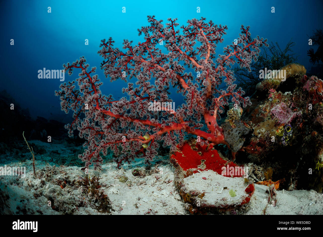 Meer Lüfter (Acanthogorgia sp) Raja Ampat, West Papua, Indonesien, im Pazifischen Ozean. Stockfoto