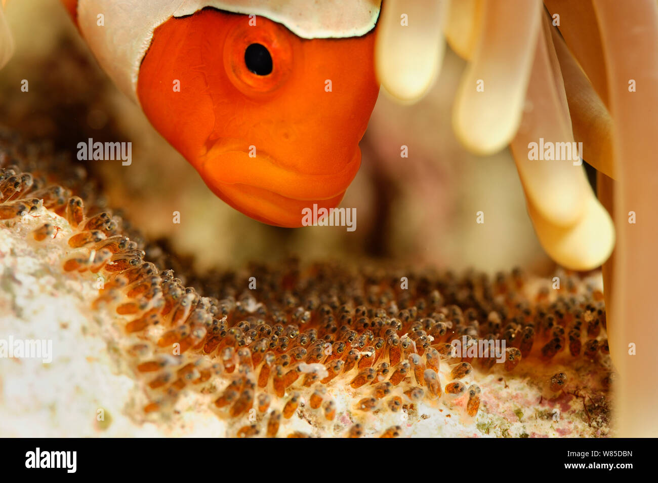 False clown Anemonenfischen (Amphiprion ocellaris) ihre Eier in einem späten Stadium der Entwicklung tendenziell,Raja Ampat, West Papua, Indonesien, im Pazifischen Ozean. Stockfoto