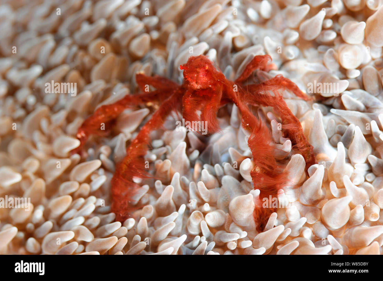 Orang-utan Krabbe (Achaeus japonicus) Raja Ampat, West Papua, Indonesien, im Pazifischen Ozean. Stockfoto