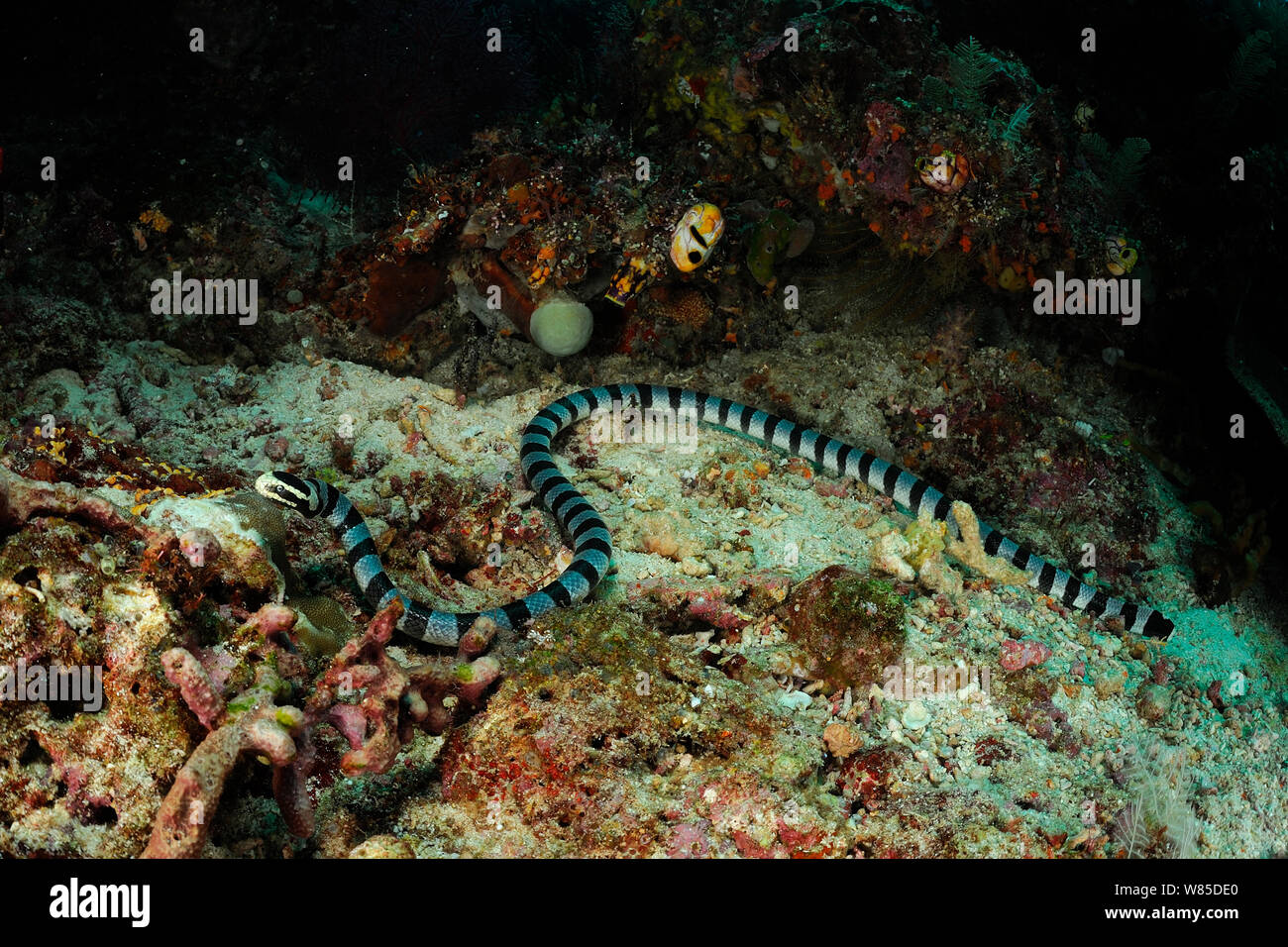 Belcher&#39;s Sea snake (Hydrophis belcheri) auf Korallenriff, Raja Ampat, West Papua, Indonesien, im Pazifischen Ozean. Stockfoto