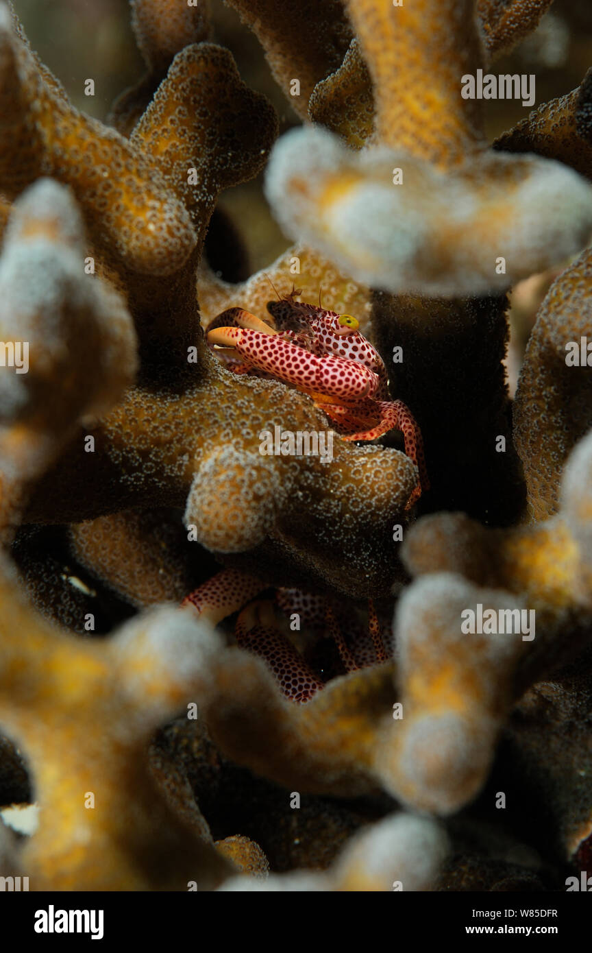 Red spotted Guard crab Trapezia tigrina () in Stein Coral (Acropora sp) Raja Ampat, West Papua, Indonesien, Pazifischer Ozean ausruhen. Stockfoto