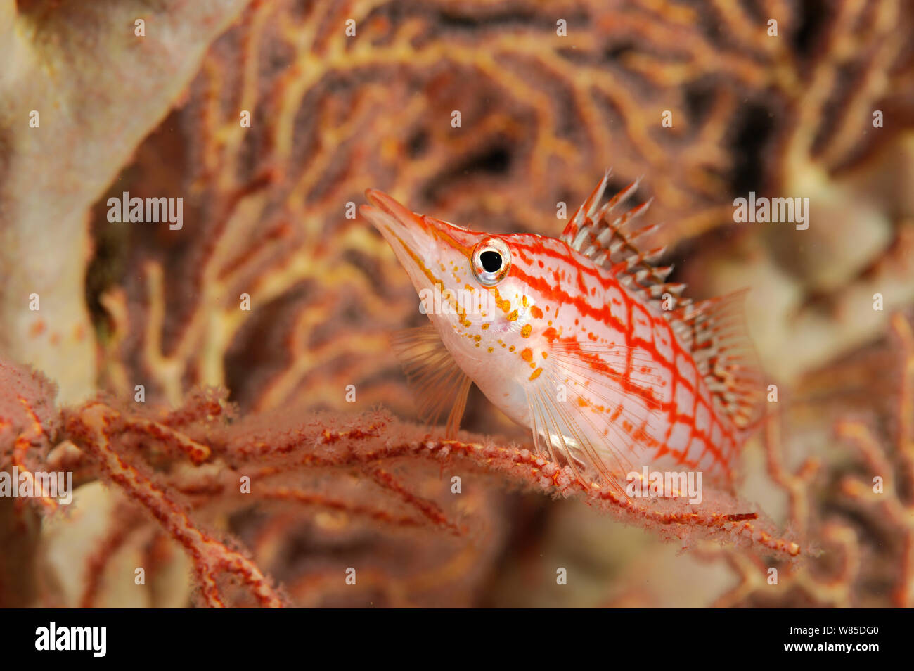 Longnose fischfreundschaften (Oxycirrhites typus) im Meer Ventilator, Raja Ampat, West Papua, Indonesien, im Pazifischen Ozean. Stockfoto