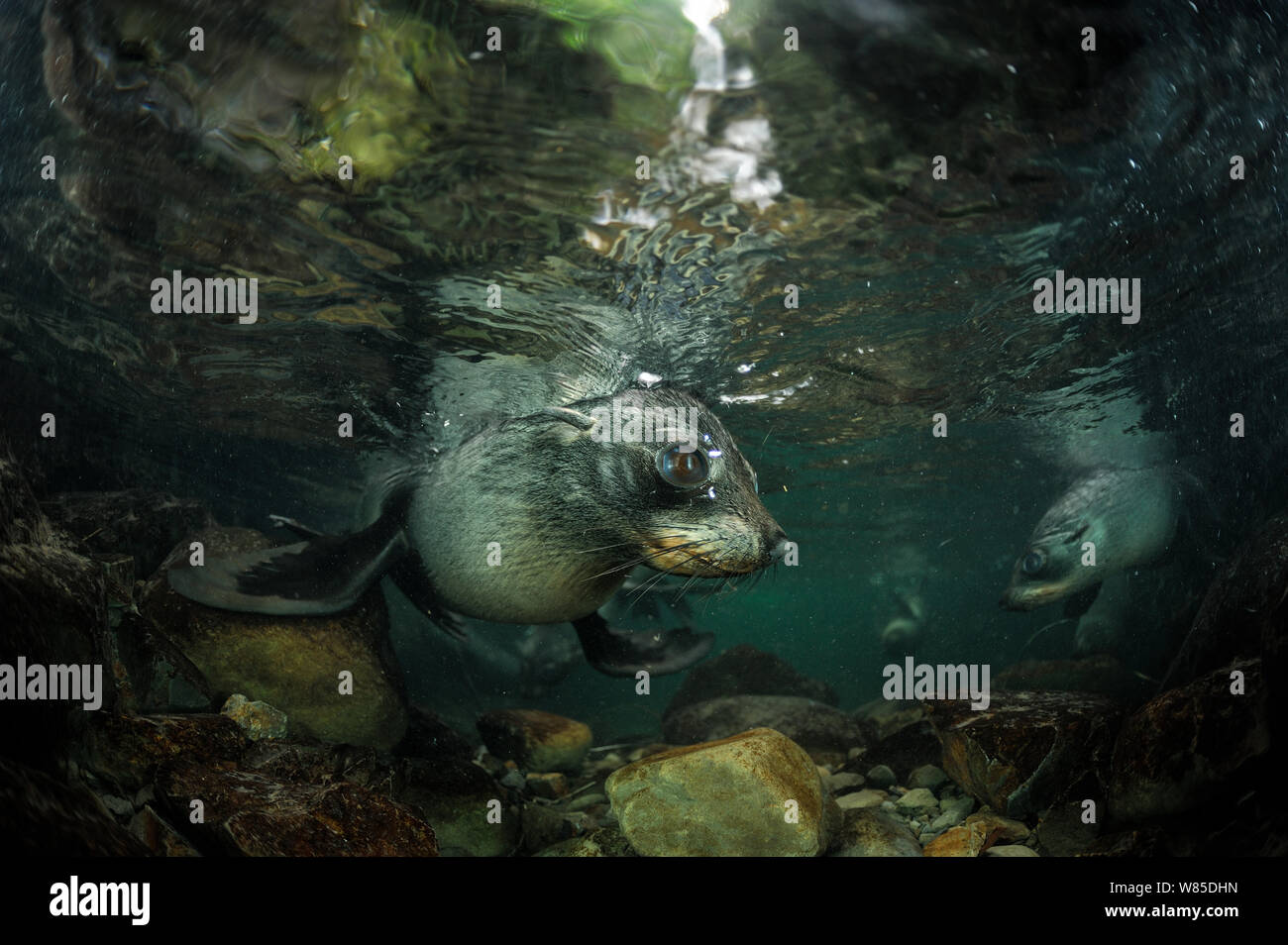 Neugierig Neuseeland Fell Dichtung (Arctocephalus forsteri) pup im flachen Wasser, Ohau Stream, in der Nähe von Kaikoura, Neuseeland, Juli. Stockfoto