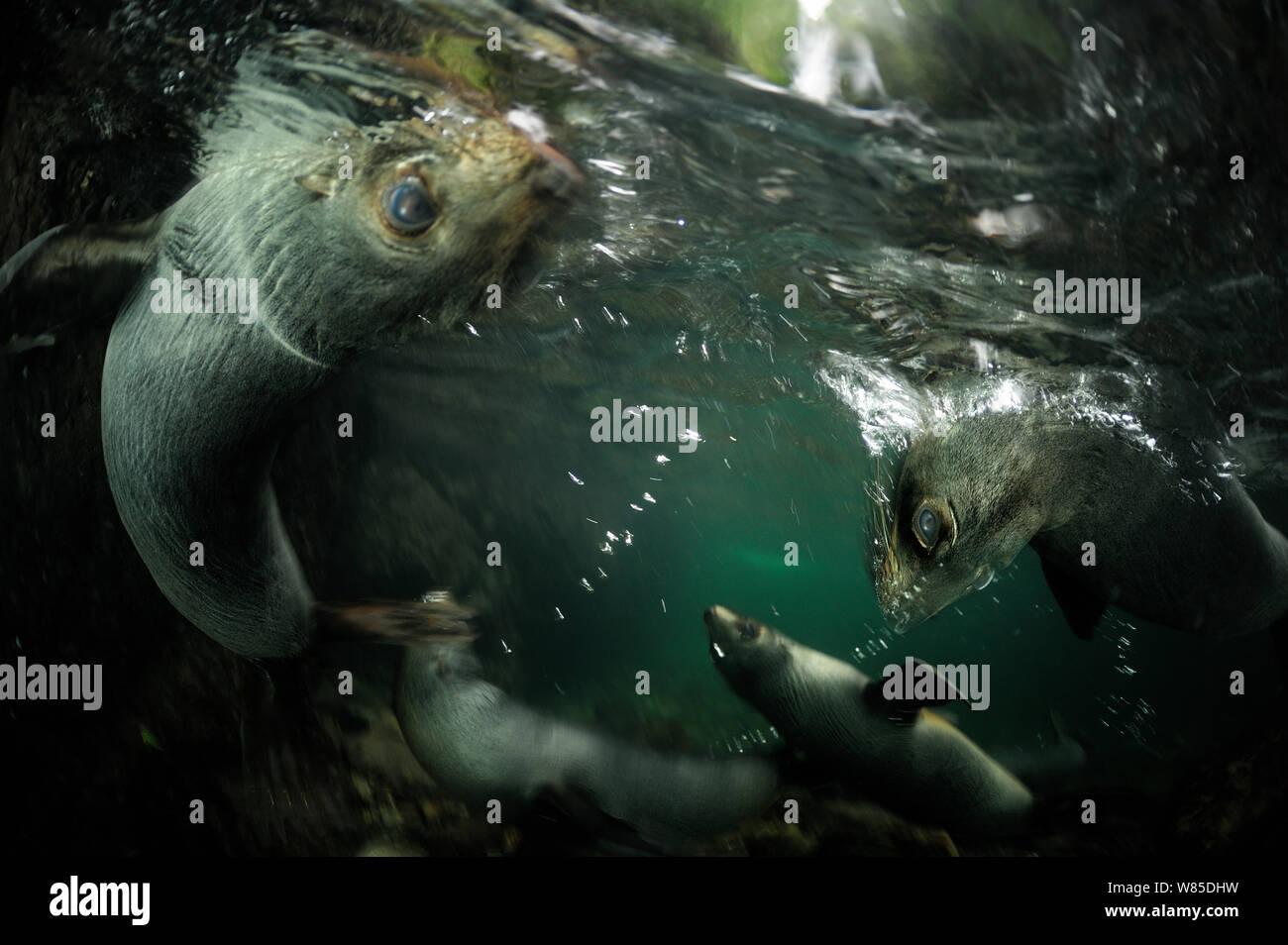 Neuseeland Fell Dichtung (Arctocephalus forsteri) Welpen spielen in Süßwasser-Pool, Ohau Stream, in der Nähe von Kaikoura, Neuseeland, Juli. Stockfoto