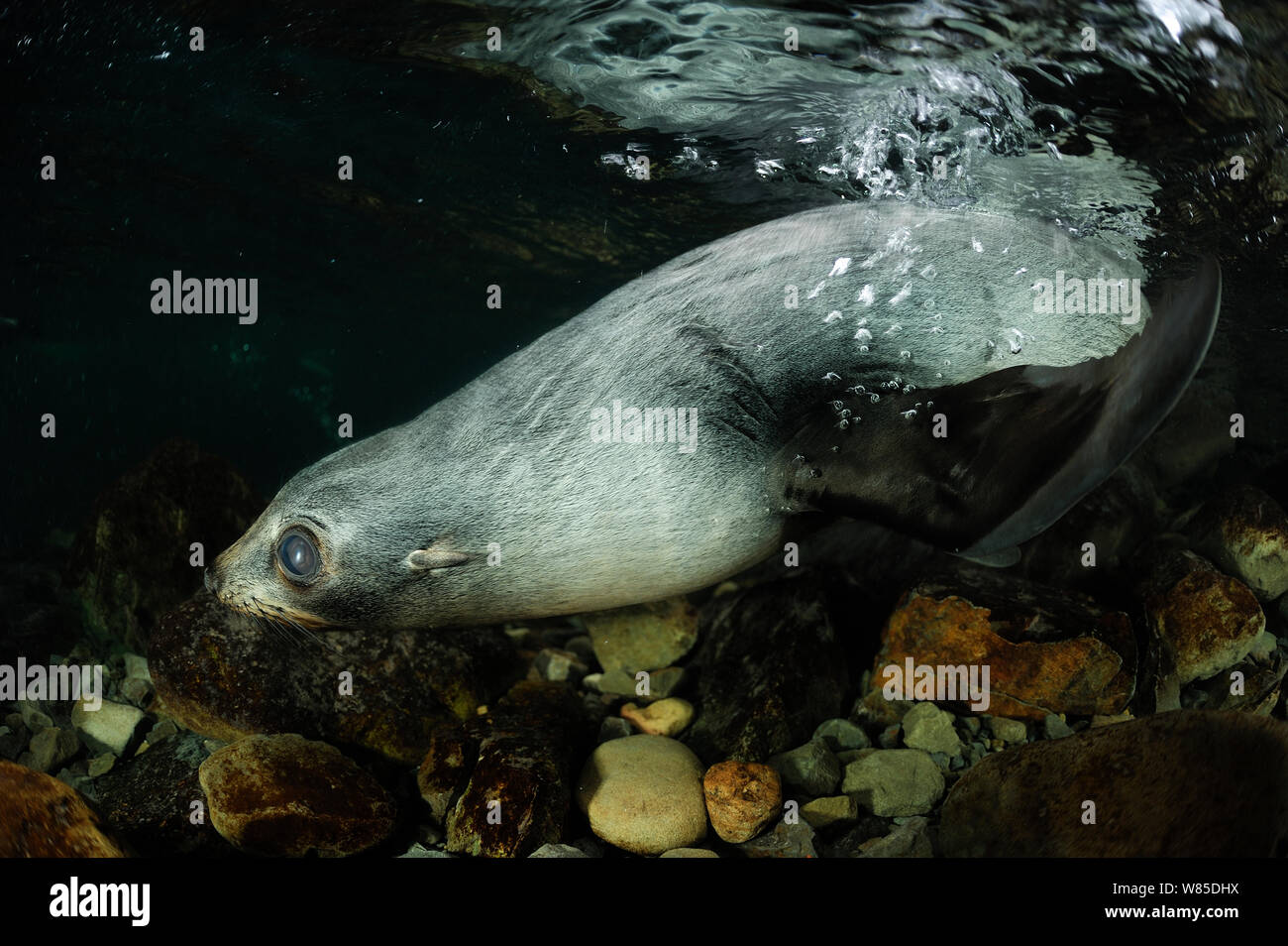 Neuseeland Fell Dichtung (Arctocephalus forsteri) pup im flachen Süßwasser, Ohau Stream, in der Nähe von Kaikoura, Neuseeland, Juli. Stockfoto