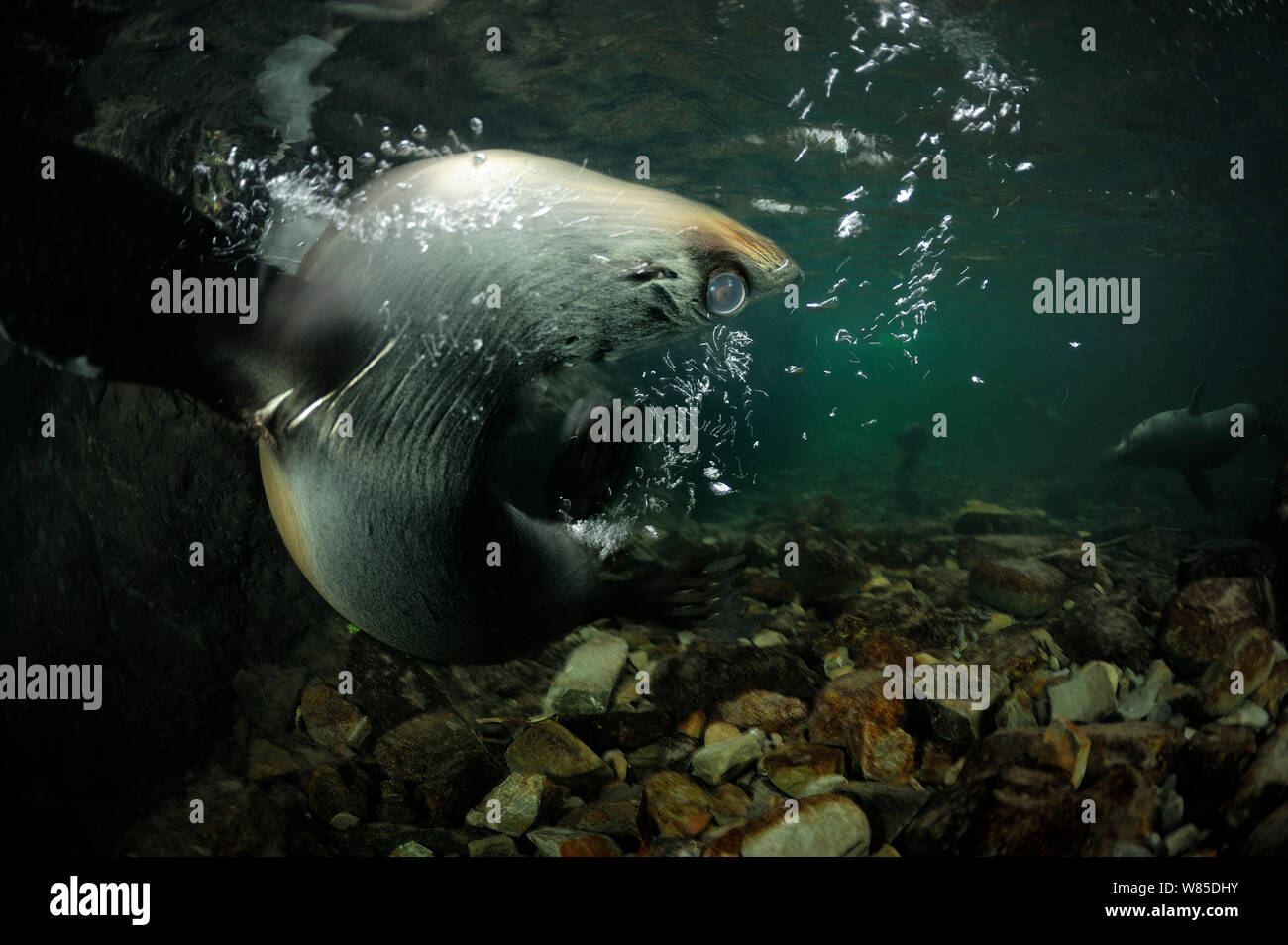 Neuseeland Fell Dichtung (Arctocephalus forsteri) pup schwimmen im Kreis im Süßwasser, Ohau Stream, in der Nähe von Kaikoura, Neuseeland, Juli. Stockfoto