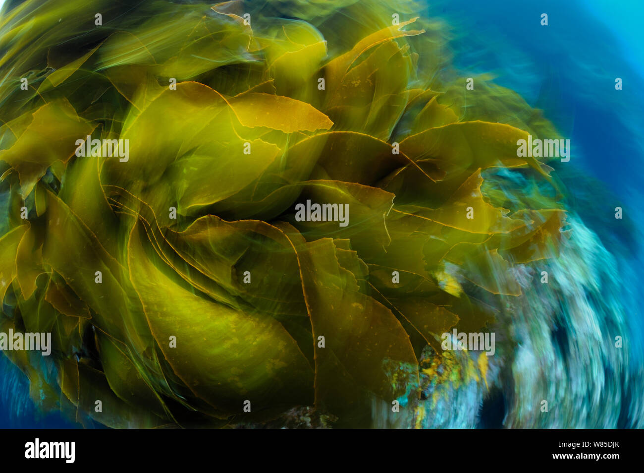 Gurt Kelp (Lessonia variegata) bewegen sich in der Brandung, Poor Knights Inseln, Marine Reserve, New Zealand, South Pacific Ocean, Juli. Stockfoto