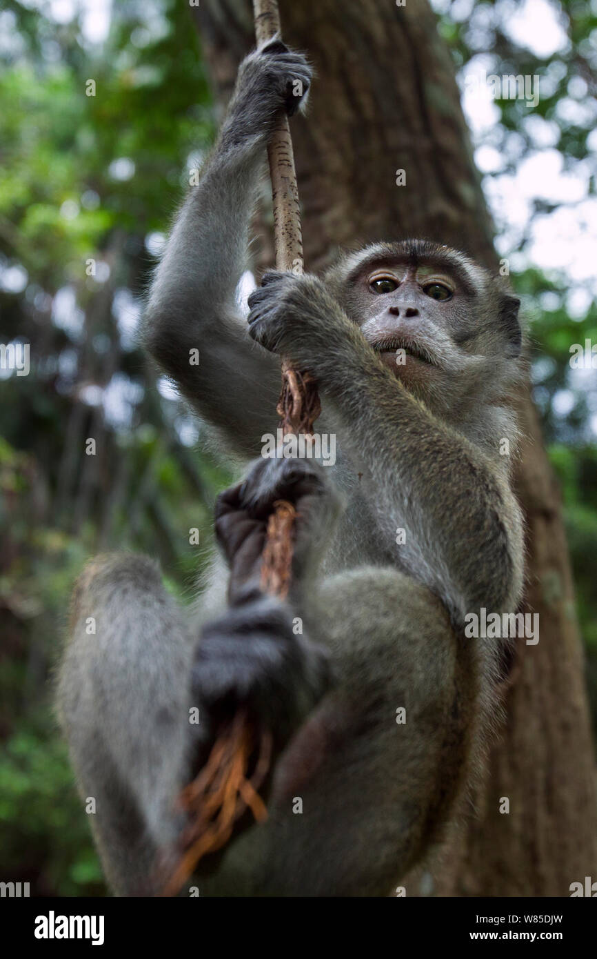 Long-tailed Makaken (Macaca fascicularis) Jugend männlich Alter 18-24 Monate Schwingen von Rebsorten - Weitwinkel Perspektive. Bako Nationalpark, Sarawak, Borneo, Malaysia. Stockfoto