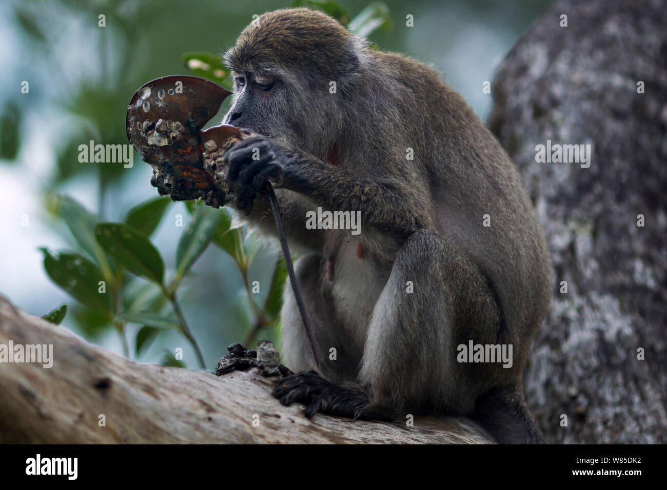 Long-tailed Makaken (Macaca fascicularis) Weibliche sitzen auf dem Baum Fütterung auf einem Horseshoe Crab. Bako Nationalpark, Sarawak, Borneo, Malaysia. Stockfoto