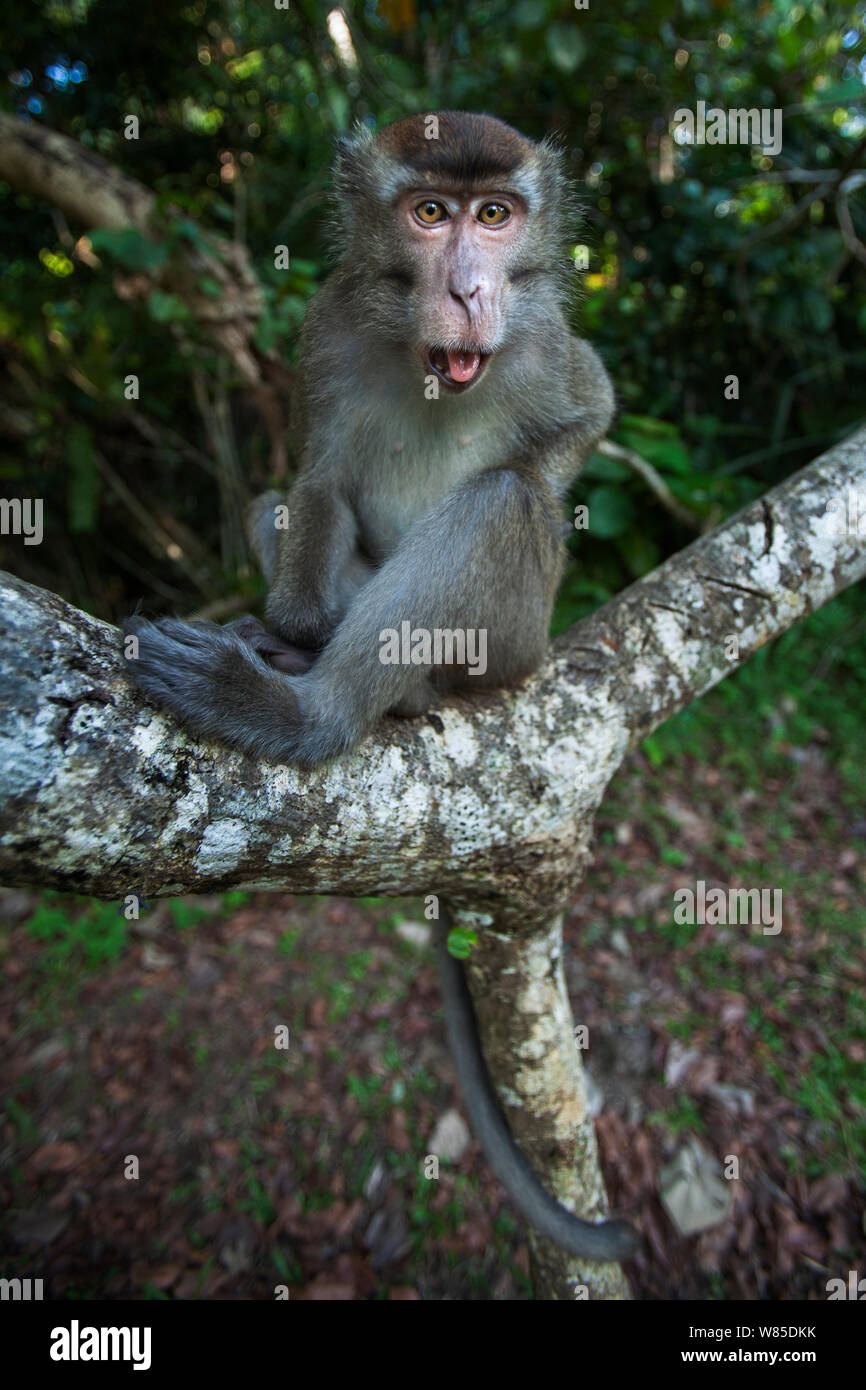 Long-tailed Makaken (Macaca fascicularis) Jugendliche im Alter von 18-24 Monaten Peering mit Neugier - Weitwinkel Perspektive. Bako Nationalpark, Sarawak, Borneo, Malaysia. Stockfoto