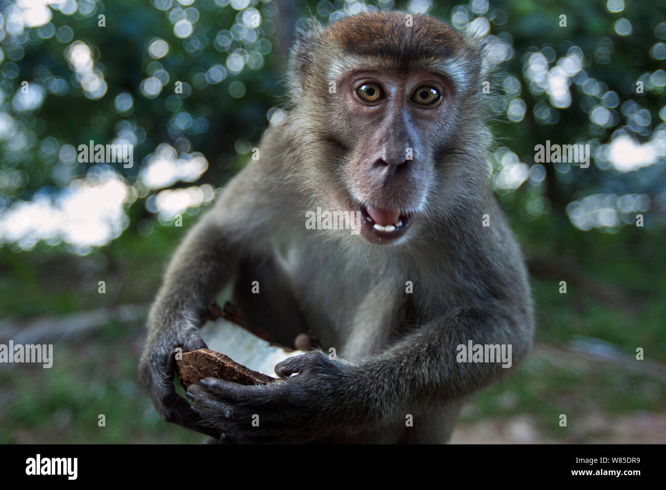 Long-tailed Makaken (Macaca fascicularis) Jugendliche im Alter von 18-24 Monaten einziehen auf eine Kokosnuss - Weitwinkel Perspektive. Bako Nationalpark, Sarawak, Borneo, Malaysia. Stockfoto