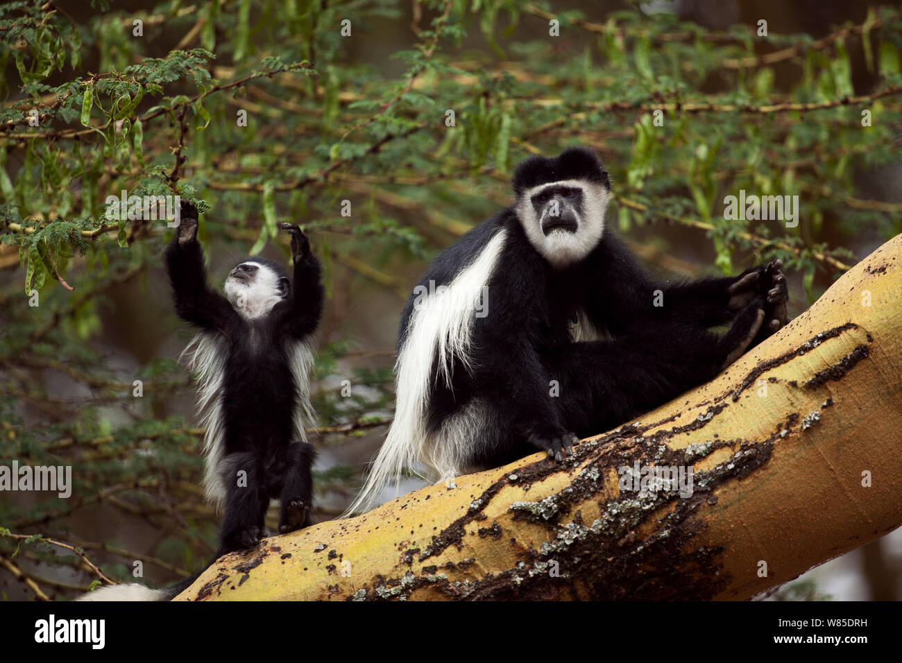 Östlichen schwarz-weißen Guerezas (Colobus guereza) Weibliche mit verspielten Babys im Alter von 6-9 Monaten sitzen auf dem Baum (Acacia xanthophloea). , Elsamere Lake Naivasha, Rift Valley Provinz, Kenia Stockfoto