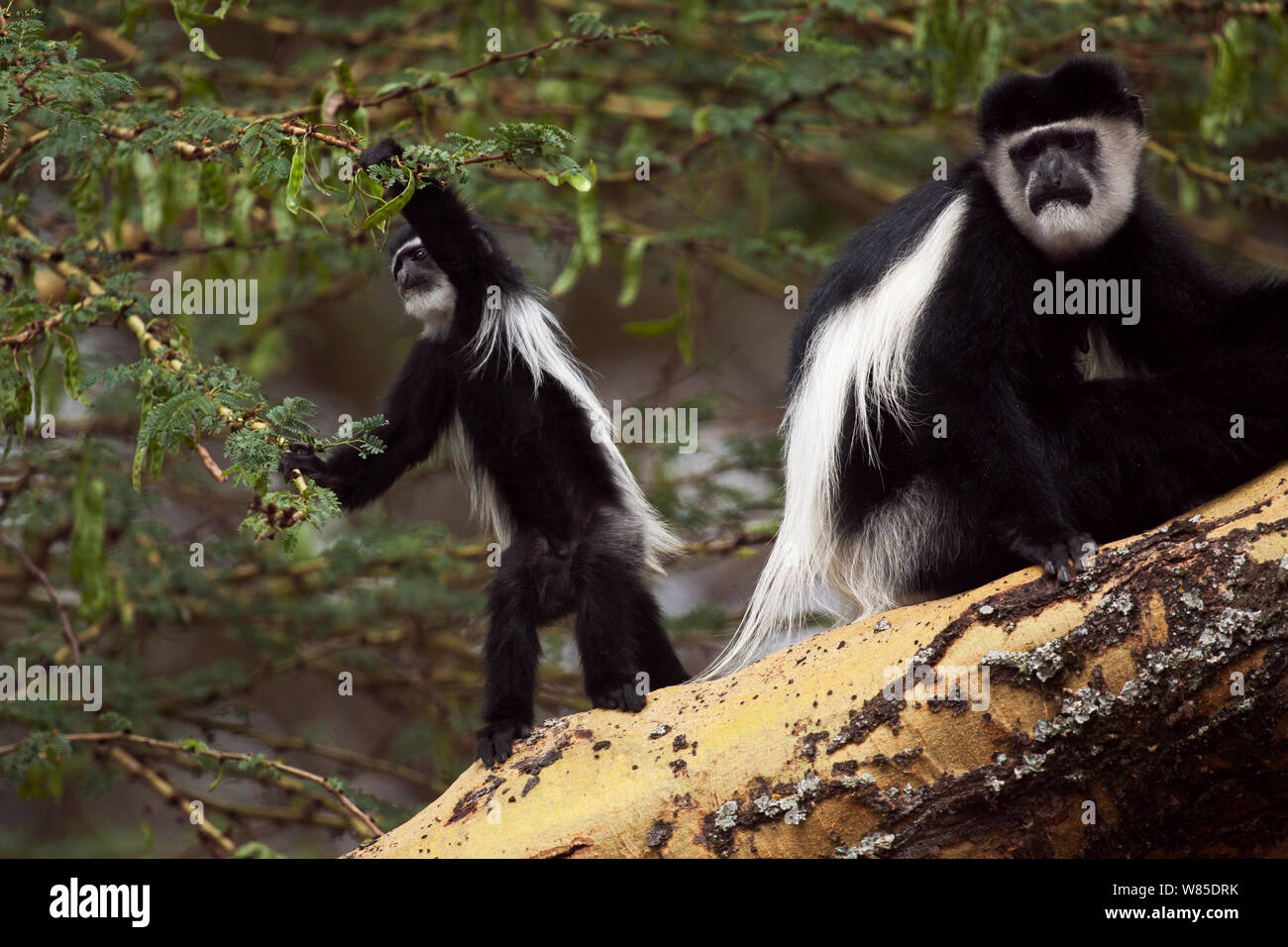 Östlichen schwarz-weißen Guerezas (Colobus guereza) Weibliche mit verspielten Babys im Alter von 6-9 Monaten sitzen auf dem Baum (Acacia xanthophloea). , Elsamere Lake Naivasha, Rift Valley Provinz, Kenia Stockfoto