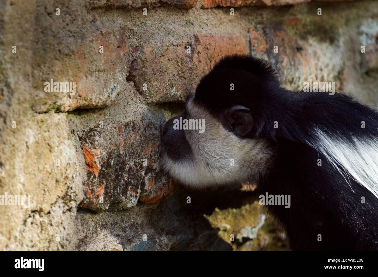 Östlichen schwarz-weißen Guerezas (Colobus guereza) lecken die Wand für die Salze und Mineralien. Kakamega Forest Süd, Western Province, Kenia Stockfoto