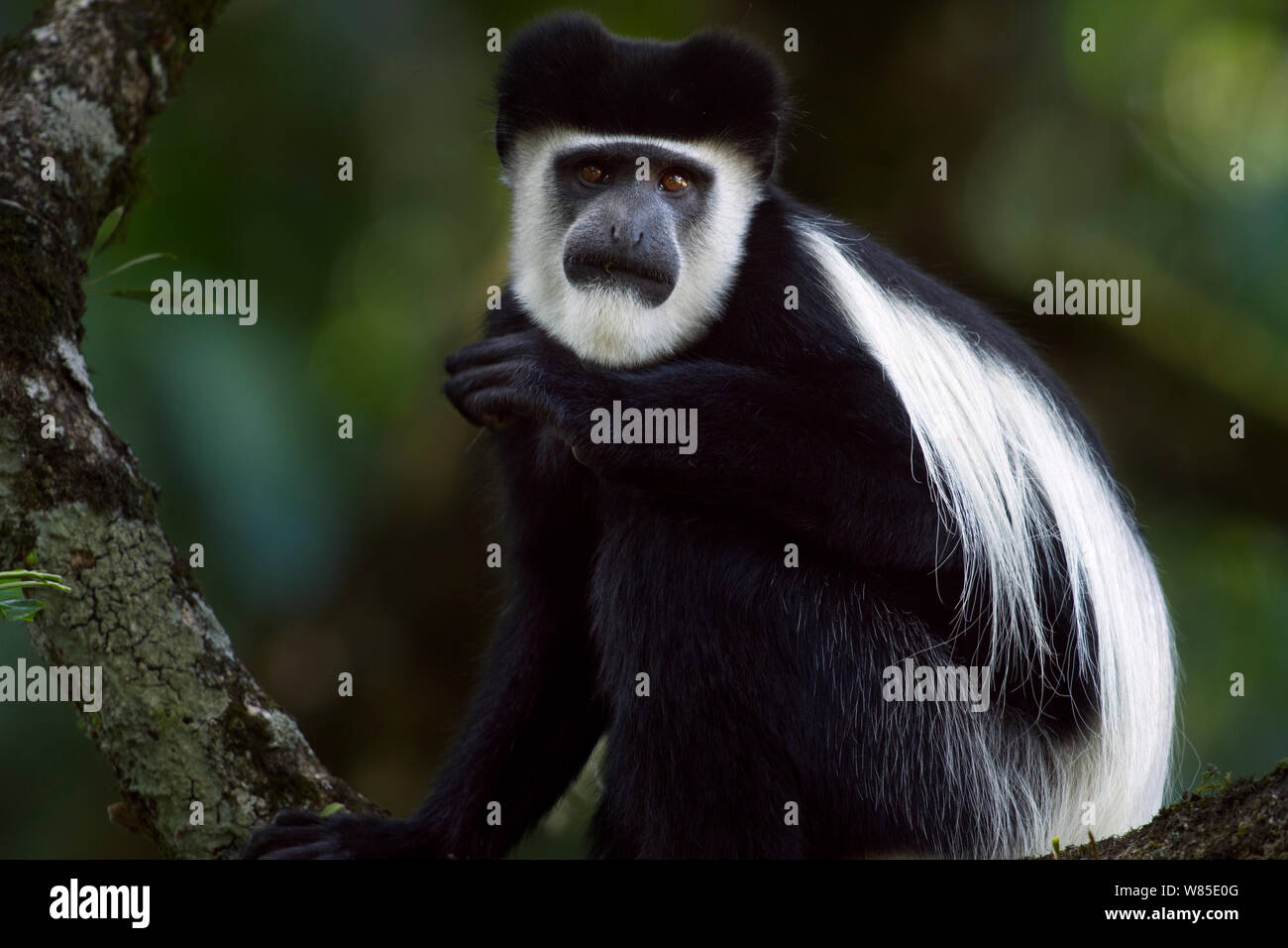 Colobus Guereza Kikuyuensis Stockfotos und bilder Kaufen Alamy