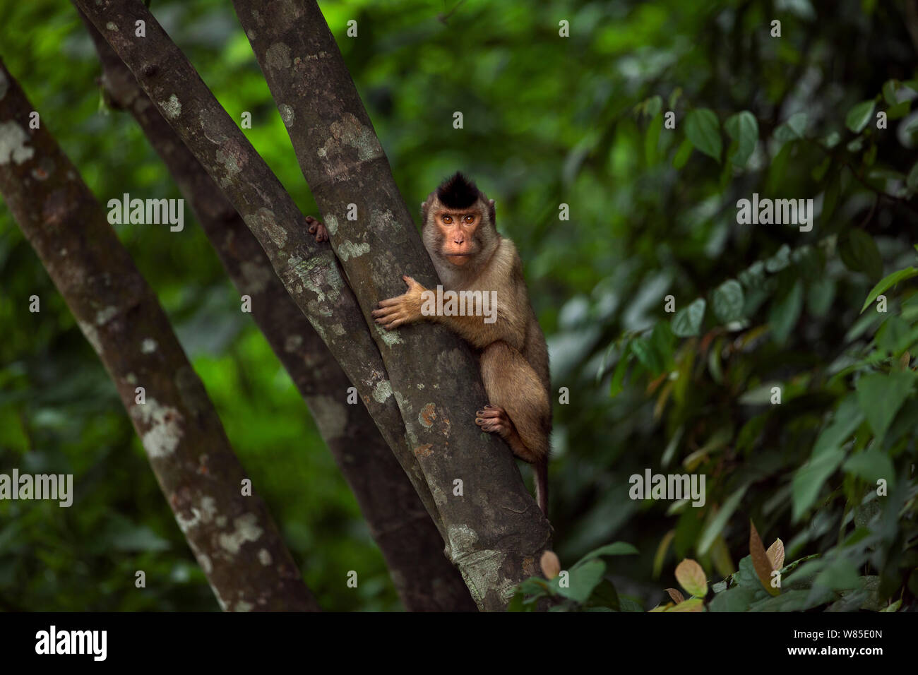 Süd- oder Sunda Schwein-tailed Makaken (Macaca nemestrina) Kinder in einen Baum. Wild aber gewohnt ist, und von der örtlichen Bevölkerung ernährt. Gunung Leuser Nationalpark, Sumatra, Indonesien Stockfoto