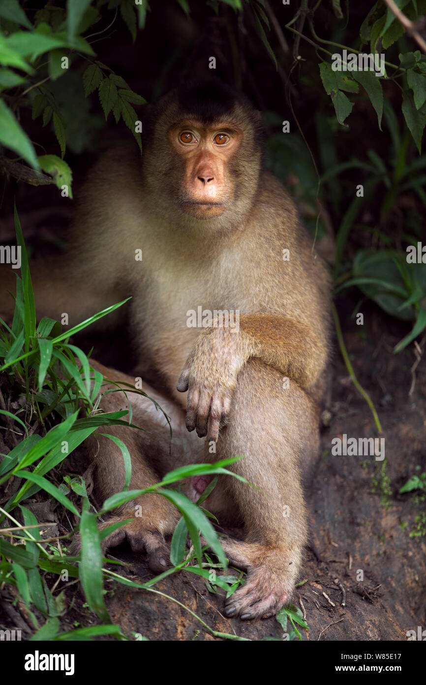 Süd- oder Sunda Schwein-tailed Makaken (Macaca nemestrina) unter Vegetation. Wild aber gewohnt ist, und von der örtlichen Bevölkerung ernährt. Gunung Leuser Nationalpark, Sumatra, Indonesien. Stockfoto