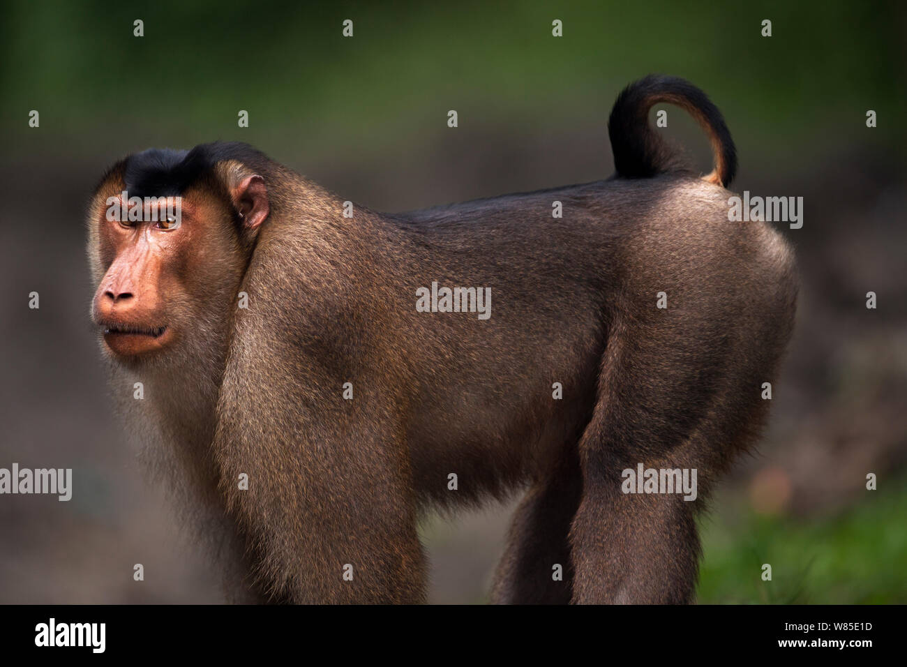 Süd- oder Sunda Schwein-tailed Makaken (Macaca nemestrina) reife männliche Portrait. Wild aber gewohnt ist, und von der örtlichen Bevölkerung ernährt. Gunung Leuser Nationalpark, Sumatra, Indonesien. Stockfoto