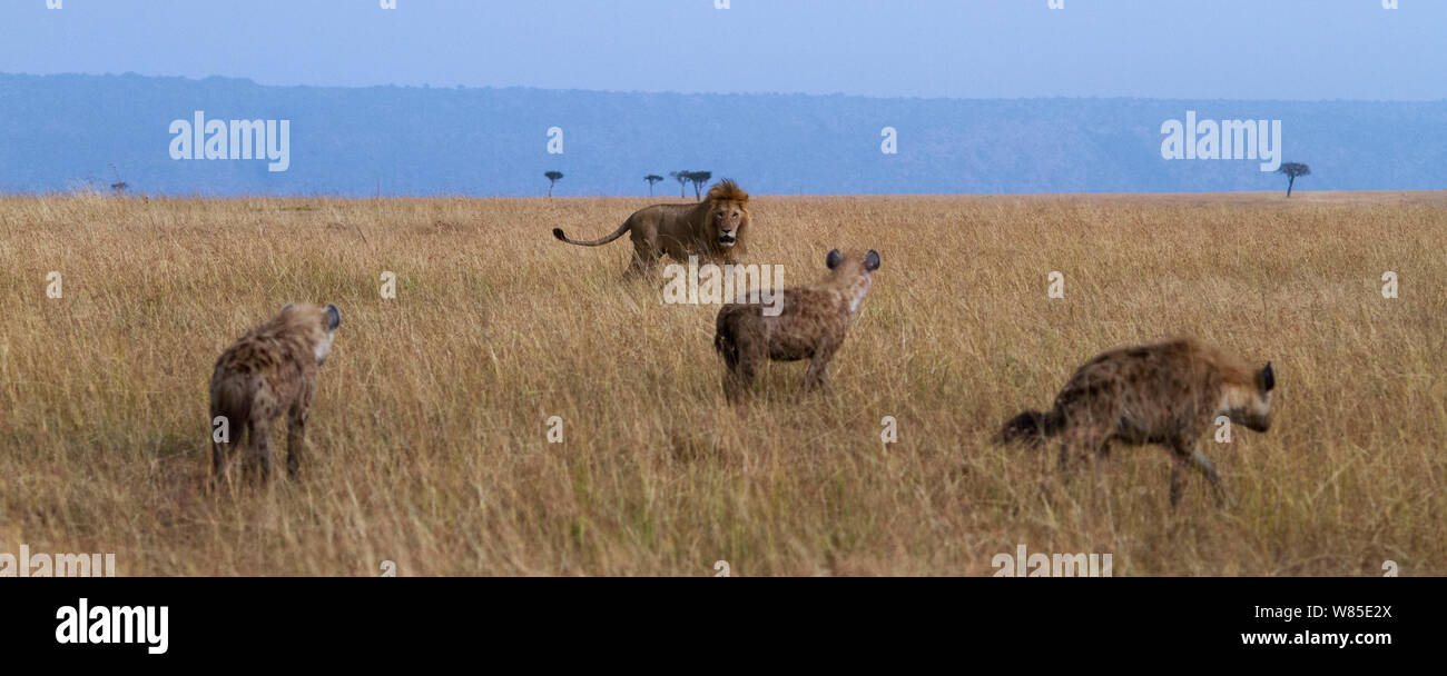 Drei Tüpfelhyänen (Crocuta crocuta) durch einen männlichen Afrikanischen Löwen gejagt werden (Panthera leo). Masai Mara National Reserve, Kenia. Feb 2012. Stockfoto