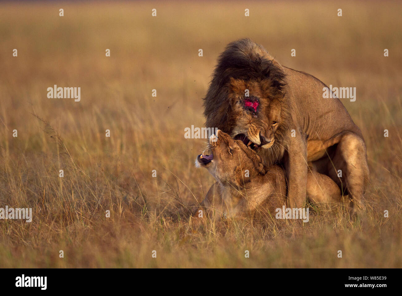 Afrikanische Löwen (Panthera leo). Masai Mara National Reserve, Kenia. Feb 2012. Stockfoto