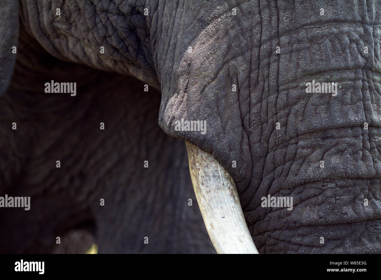 Afrikanischer Elefant (Loxodonta africana) Close-up von Tusk. Masai Mara National Reserve, Kenia. Feb 2012. Stockfoto