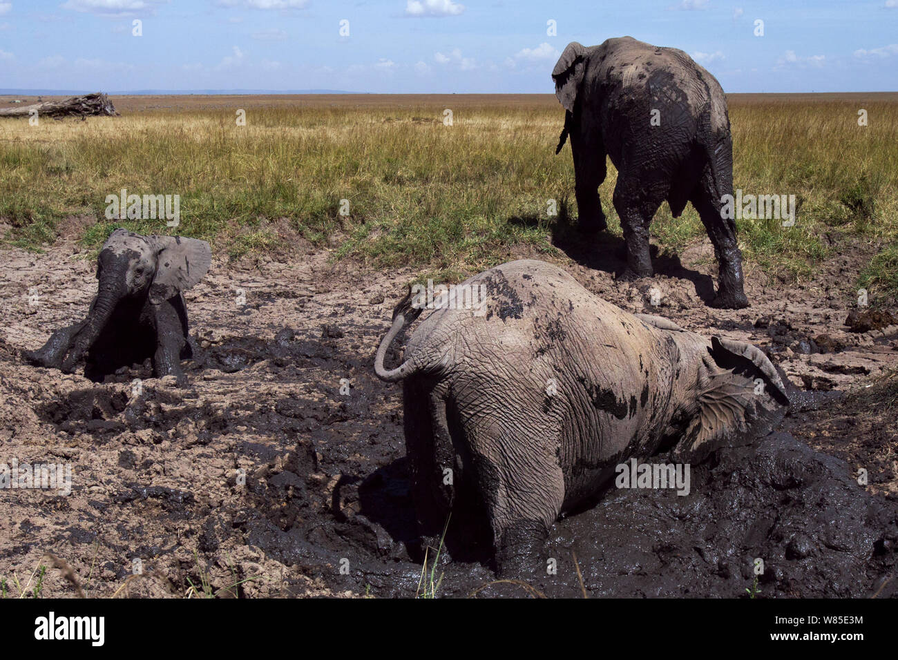 Afrikanische Elefanten wälzen und Spielen im Schlamm an einem Ausgetrockneten Wasserloch (Loxodonta africana). Masai Mara National Reserve, Kenia. Feb 2012. Stockfoto