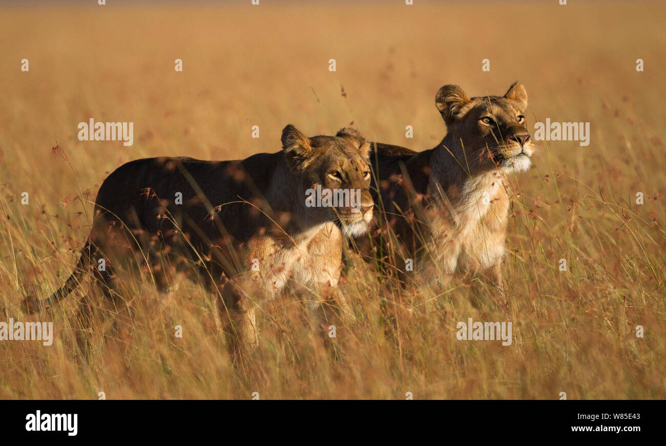 Zwei afrikanische Löwinnen (Panthera leo) wandern durch Wiesen. Masai Mara National Reserve, Kenia. Feb 2012. Stockfoto