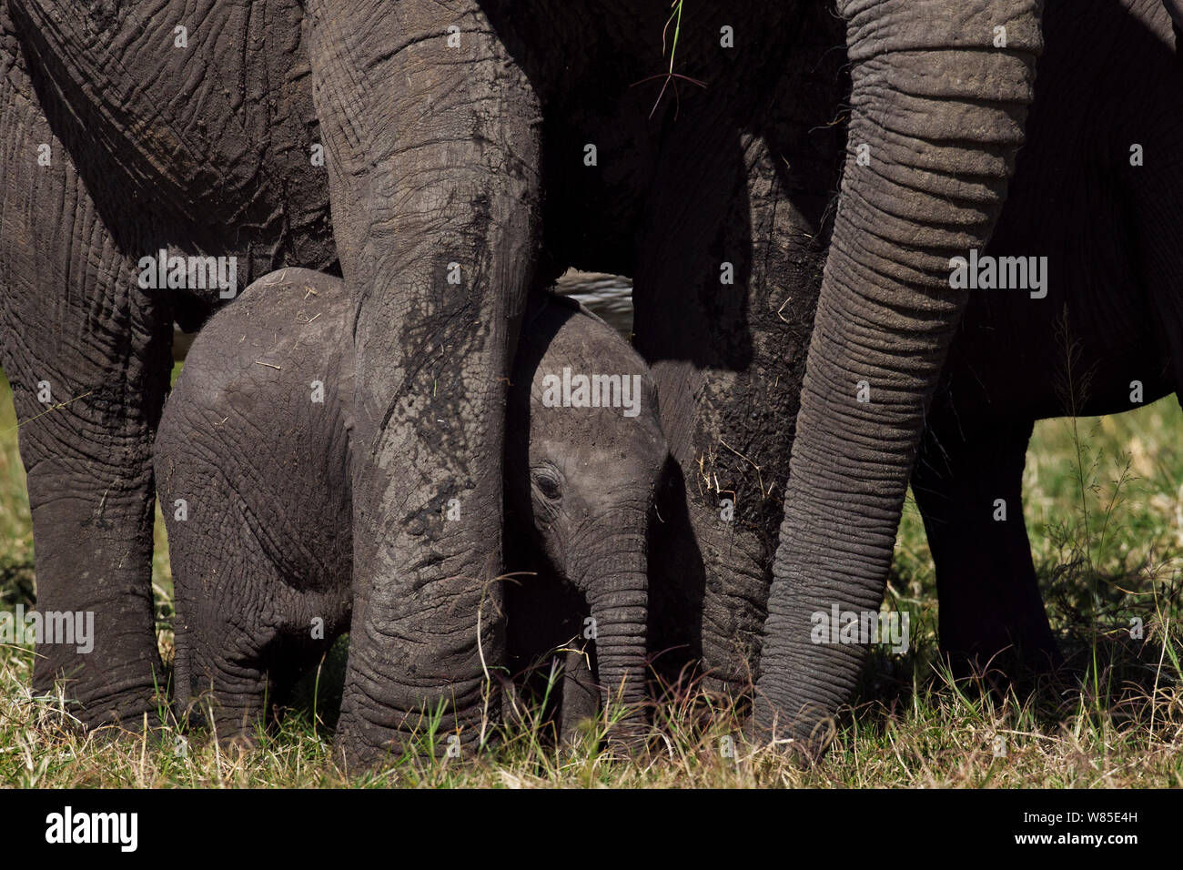 Afrikanischer Elefant (Loxodonta africana) Kalb stehen zwischen den Beinen der Erwachsenen für den Schutz. Masai Mara National Reserve, Kenia. Feb 2012. Stockfoto