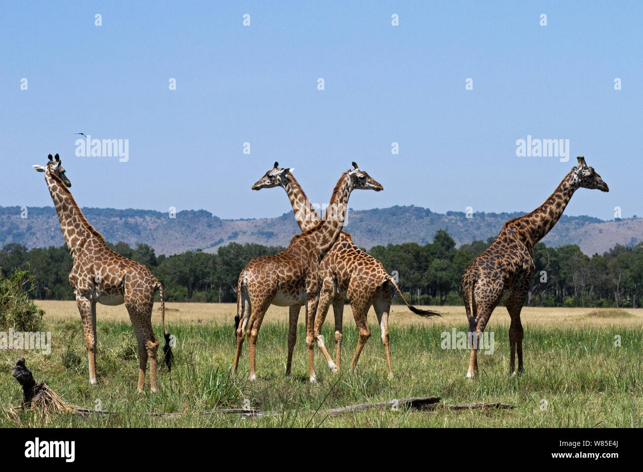 Vier maasai Giraffe Herde auf Gras Plains (Giraffa Camelopardalis tippelskirchi). Masai Mara National Reserve, Kenia. Feb 2012. Stockfoto
