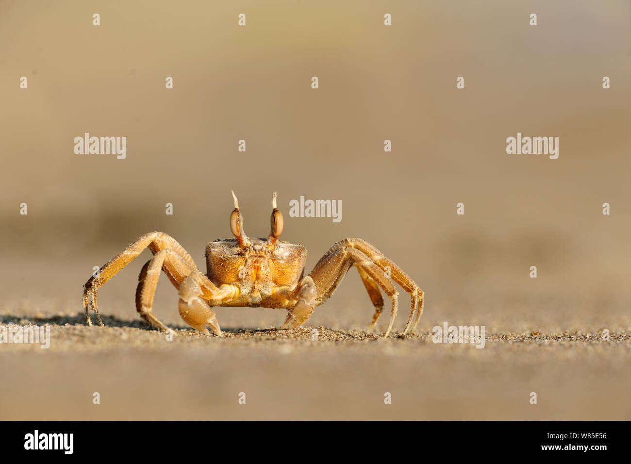 Sand Crab (Ocypode Cursor) auf Strand, Türkei. Stockfoto