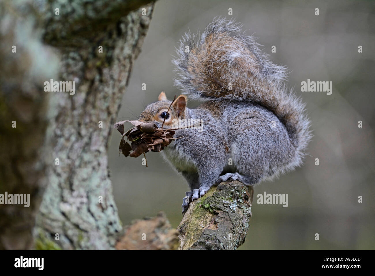 Graue Eichhörnchen (Sciurus carolinensis) mit Nistmaterial für Dray, Norfolk, England, UK, April. Stockfoto
