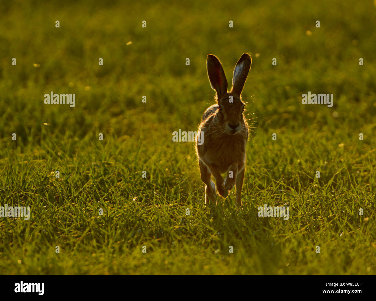 Feldhase (Lepus europaeus) läuft, Norfolk, England, UK. Mai. Stockfoto