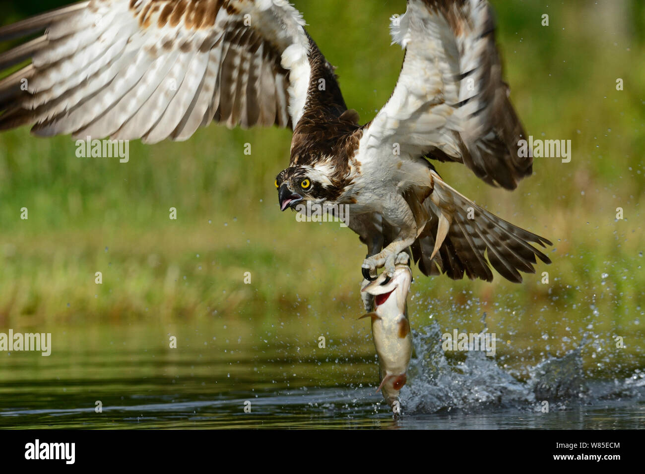 Fischadler (Pandion haliaetus) Angeln, Scottish Highlands, Schottland, Großbritannien, Juli. Stockfoto