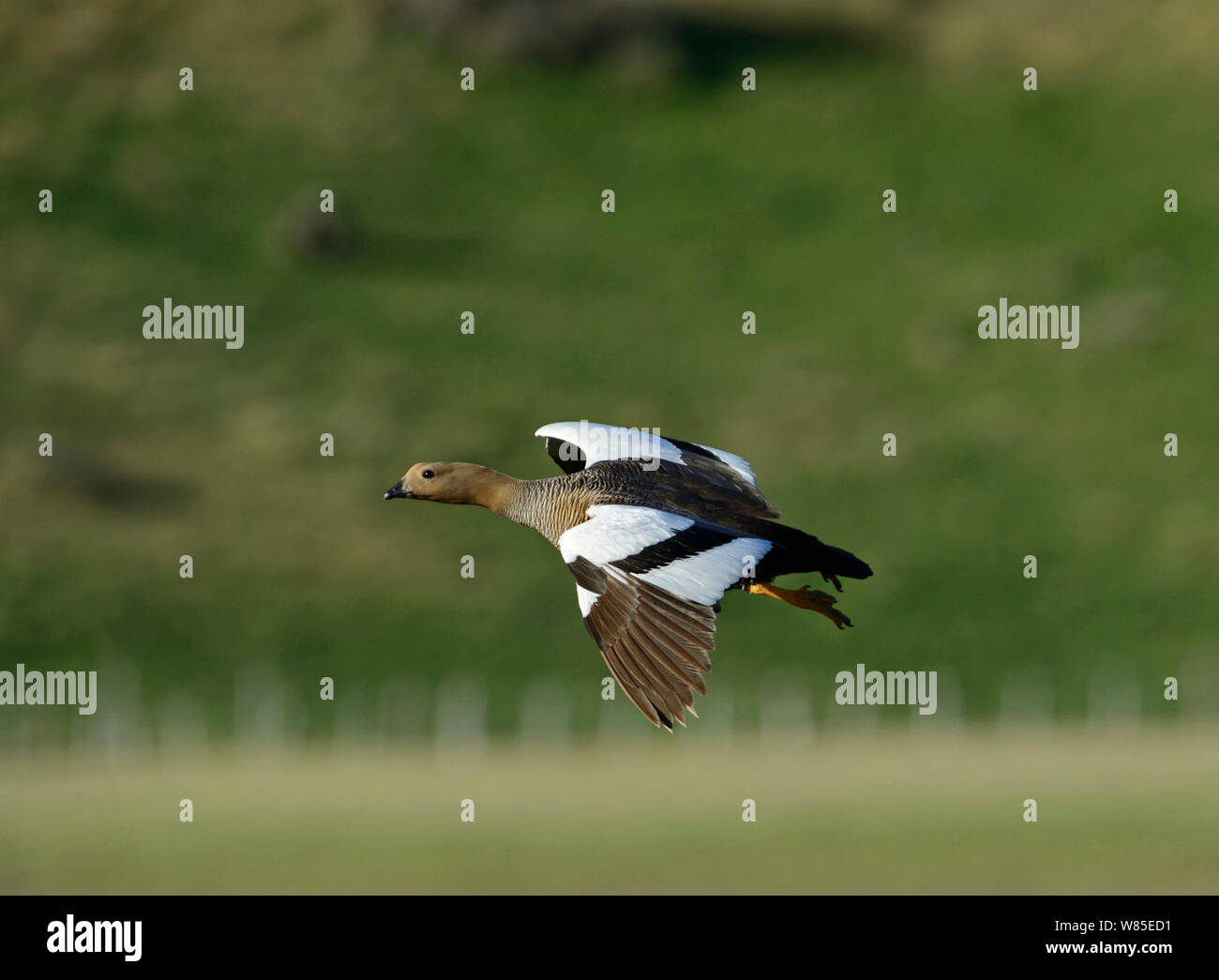 Magellan Gans (Chloephaga picta) Weibliche im Flug, Torres del Paine Nationalpark, Patagonien, Chile Stockfoto