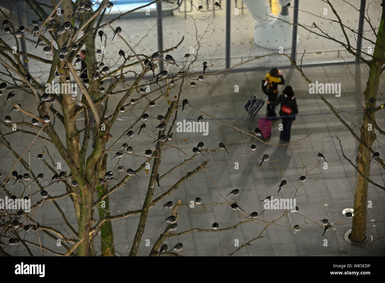 Roost von rund 800 Pied Bachstelzen (Motacilla alba) in den Bäumen vor dem Terminal 5 Heathrow, London, Großbritannien. Dezember 2013. Stockfoto