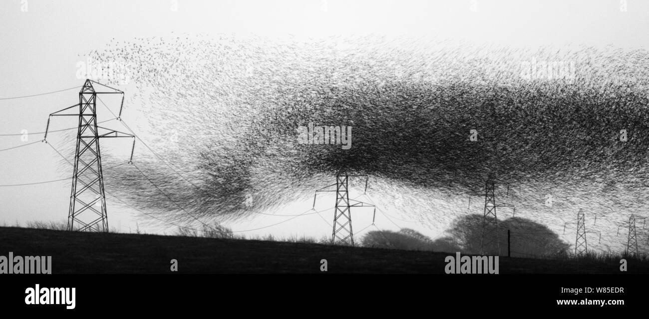 Star (Sturnus vulgarss) murmuration von schätzungsweise Herde von einer Million Ankunft auf Roost, Rigg, Dumfries und Galloway, Schottland, Großbritannien. Dezember. Stockfoto