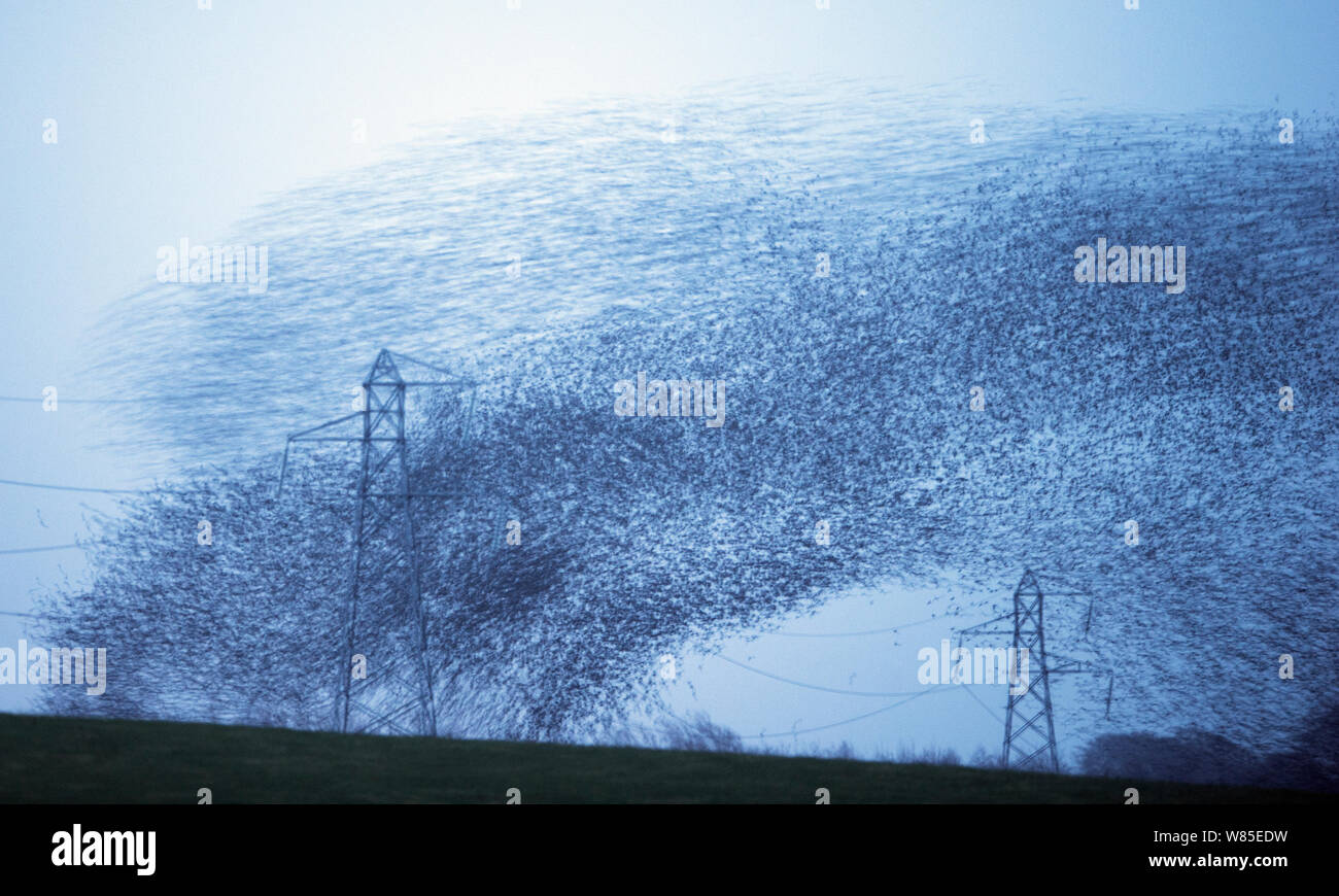 Star (Sturnus vulgarss) murmuration von schätzungsweise Herde von einer Million Ankunft auf Roost, Rigg, Dumfries und Galloway, Schottland, Großbritannien. Dezember. Stockfoto