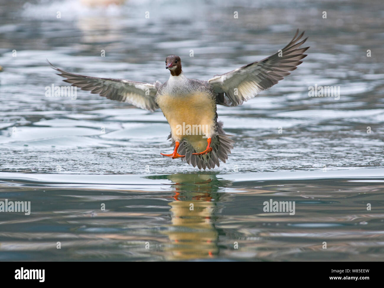 Gänsesäger (Mergus Merganser) weibliche Landung, Genfer See, Schweiz, März. Stockfoto