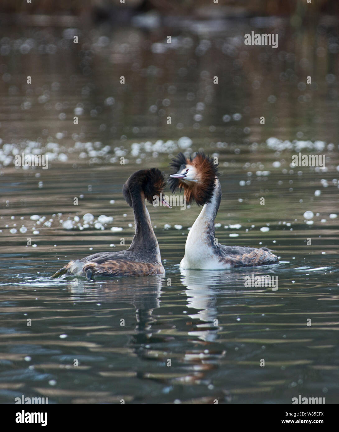 Großartig - Haubentaucher (Podiceps cristatus) Paar in den Kopf schütteln courtship Ritual crested, Genfer See, Schweiz, März. Stockfoto