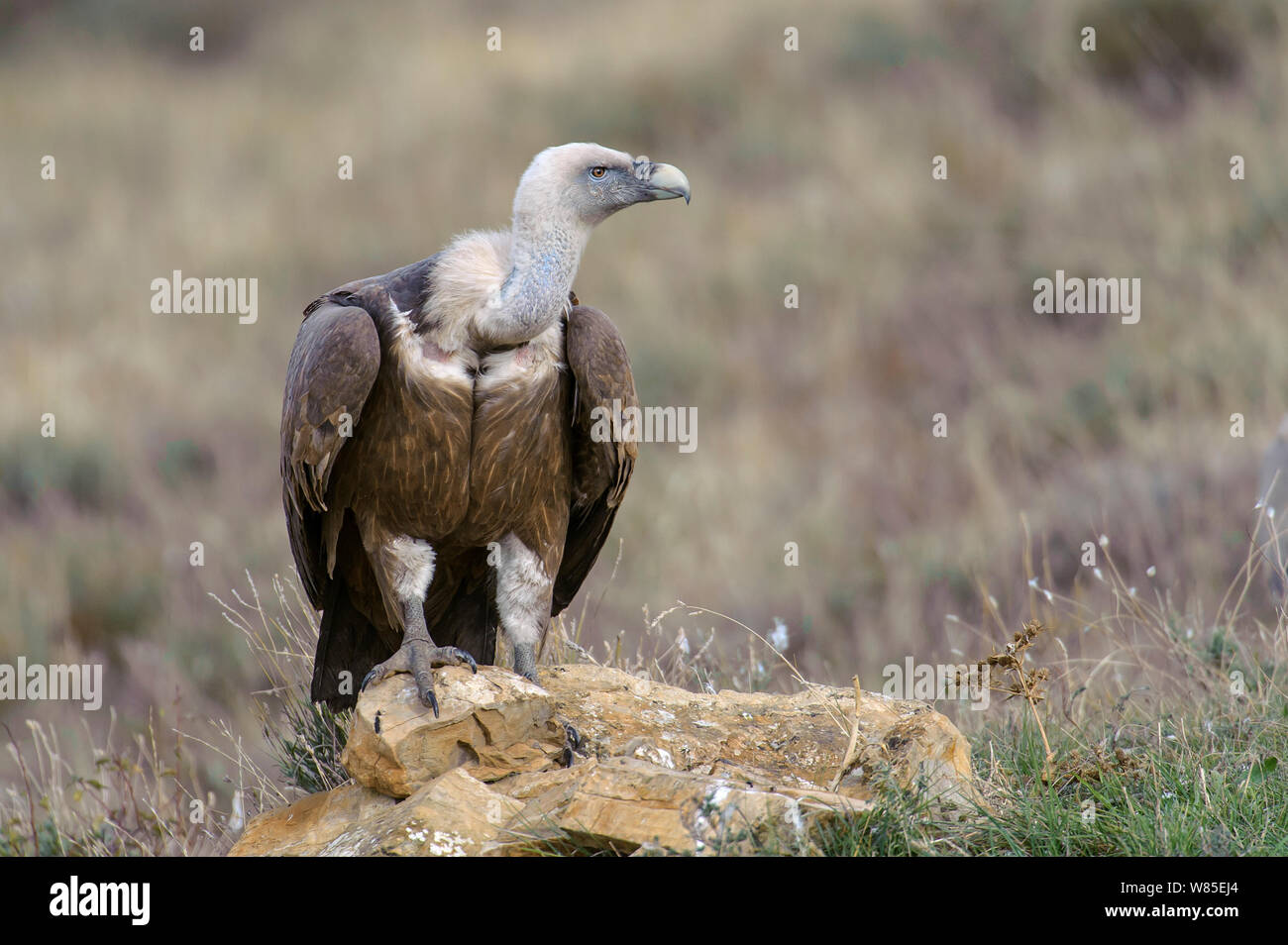 Eurasischen Gänsegeier (Tylose in Fulvus) Erwachsenen auf dem Boden in der Nähe der Futterstelle in den katalanischen Pyrenäen, Spanien, November. Stockfoto