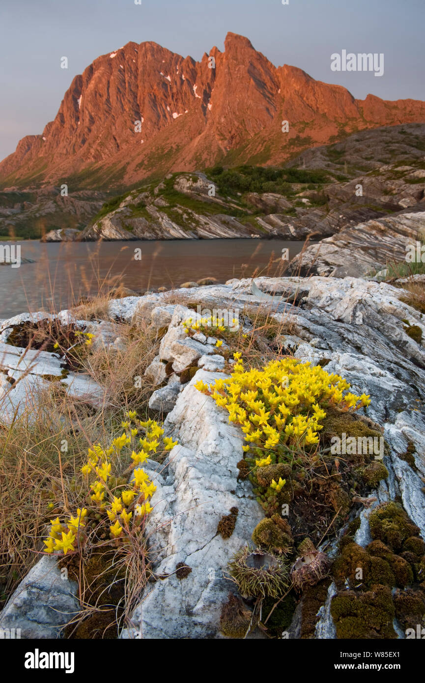 Goldmoss Fetthenne (Sedum acre) mit der Oberseite der Tomskjevelen im Hintergrund, Tomma Insel, Nesna, Helgeland, Nordland, Norwegen, Juli 2009. Stockfoto