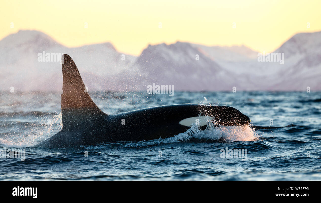 Schwertwal / Orca (Orcinus Orca), große männliche auftauchen, Andfjorden, in der Nähe von Andøya, Nordland, Norwegen, Januar (Polarnacht Periode). Stockfoto