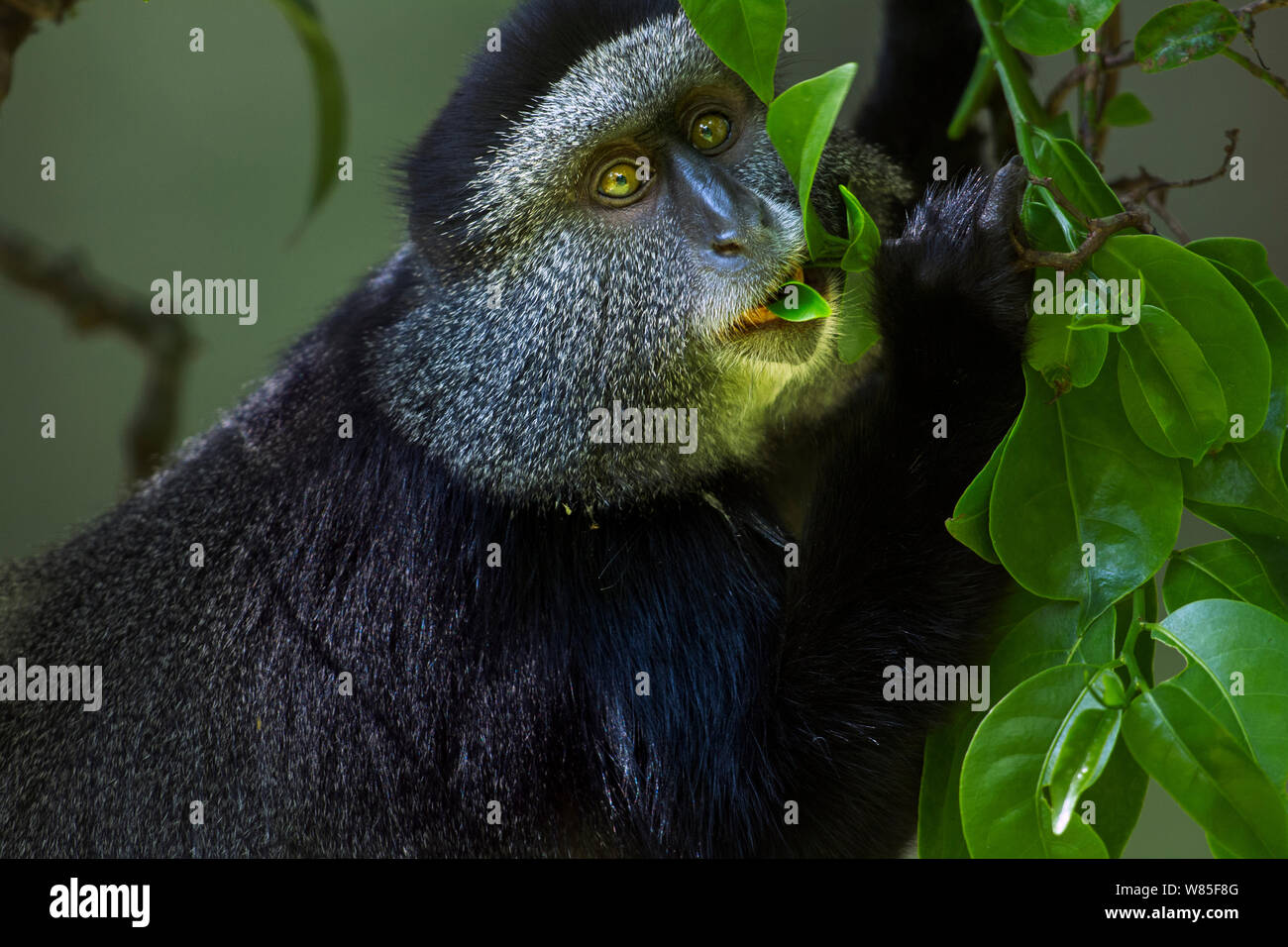 Stulmann&#39;s Blue Monkey (Cercopithecus mitis stuhlmanni) Ernährung auf den Blättern. Kakamega Forest Süd, Western Province, Kenia. Stockfoto