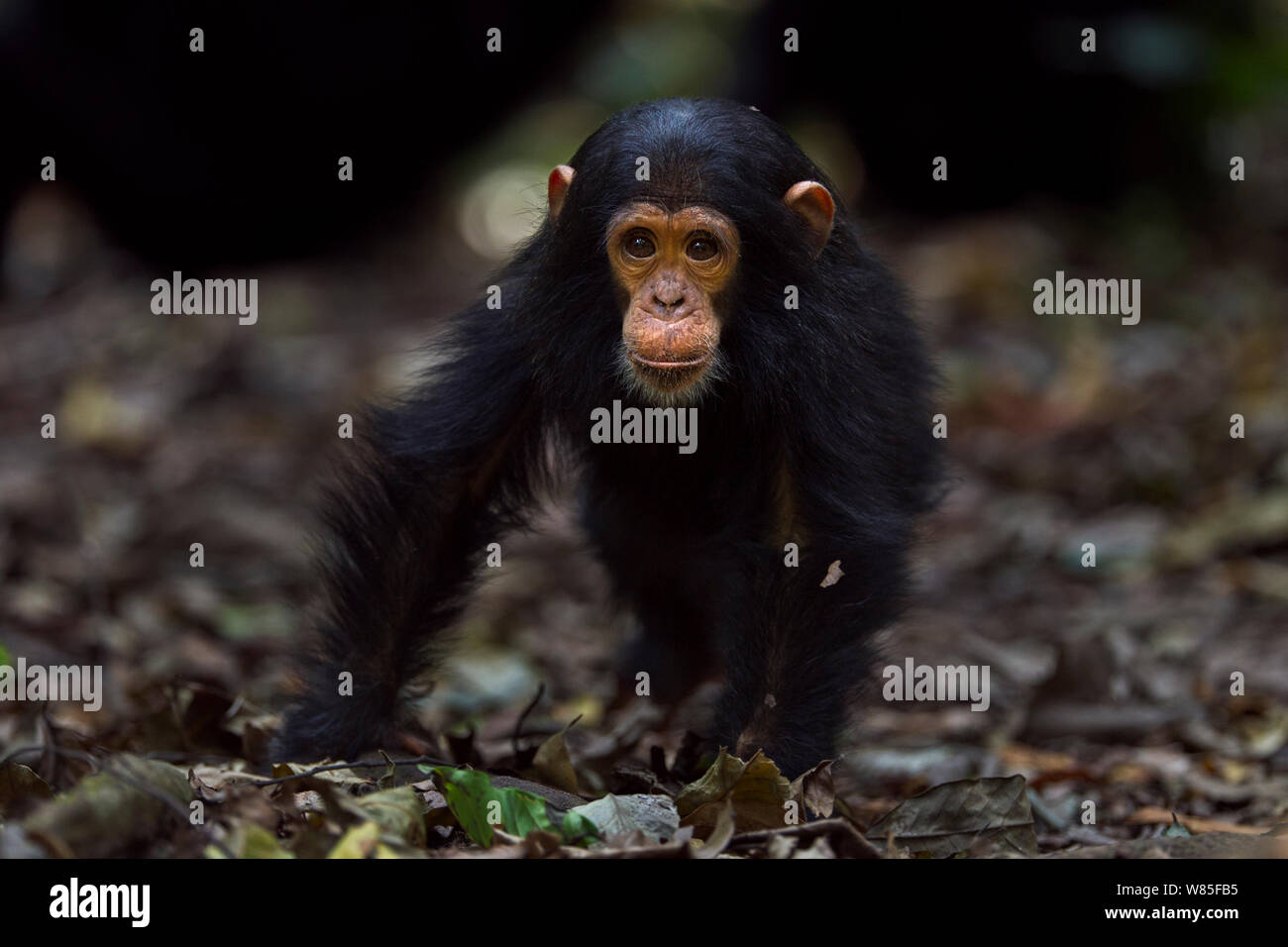 Östliche Schimpanse (Pan troglodytes) schweinfurtheii Kind männlich&#39; Ipo&#39; im Alter bis zu 2 Jahren versucht, eine Ladung anzeigen. Gombe Nationalpark, Tansania. Stockfoto