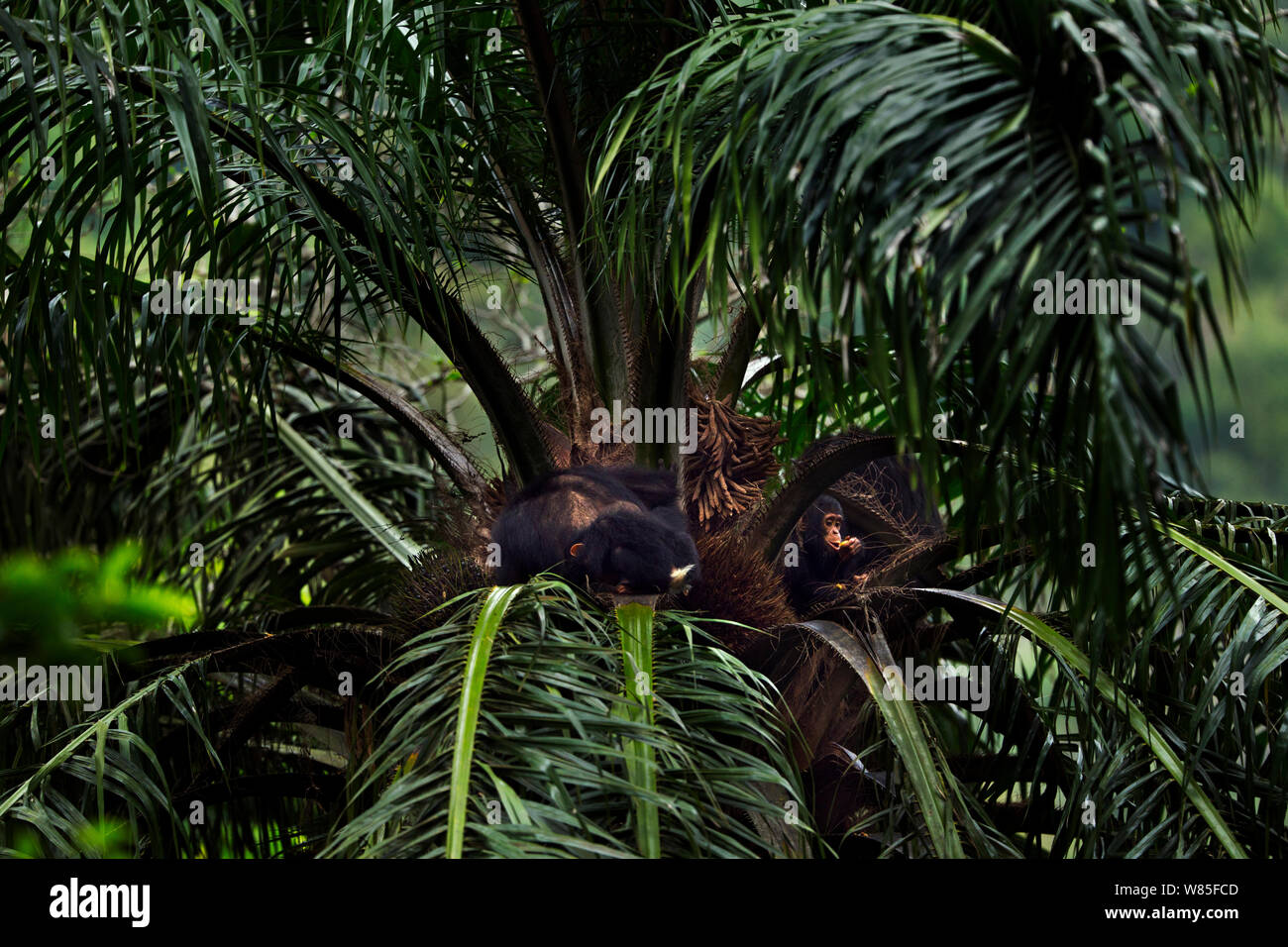 Östliche Schimpanse (Pan troglodytes) Weiblich schweinfurtheii&#39; Gaia&#39; im Alter von 18 Jahren ihrem Sohn &#39;Google &#39; im Alter bis zu 2 Jahren und ihr Bruder&#39; Gizmo&#39; im Alter von 1-2 Jahren Fütterung auf palm Früchte in eine Palme. Gombe Nationalpark, Tansania. Stockfoto