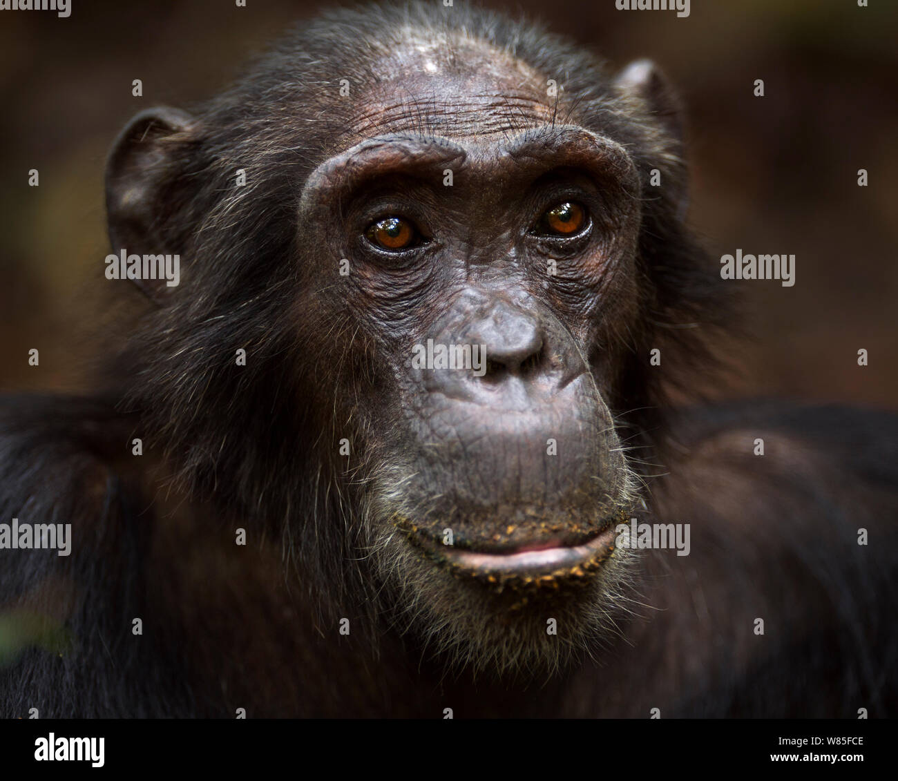 Östliche Schimpanse (Pan troglodytes schweinfurtheii) Männliche&#39; Pax&#39; im Alter von 33 Jahren portrait Kopf. Gombe Nationalpark, Tansania. Stockfoto