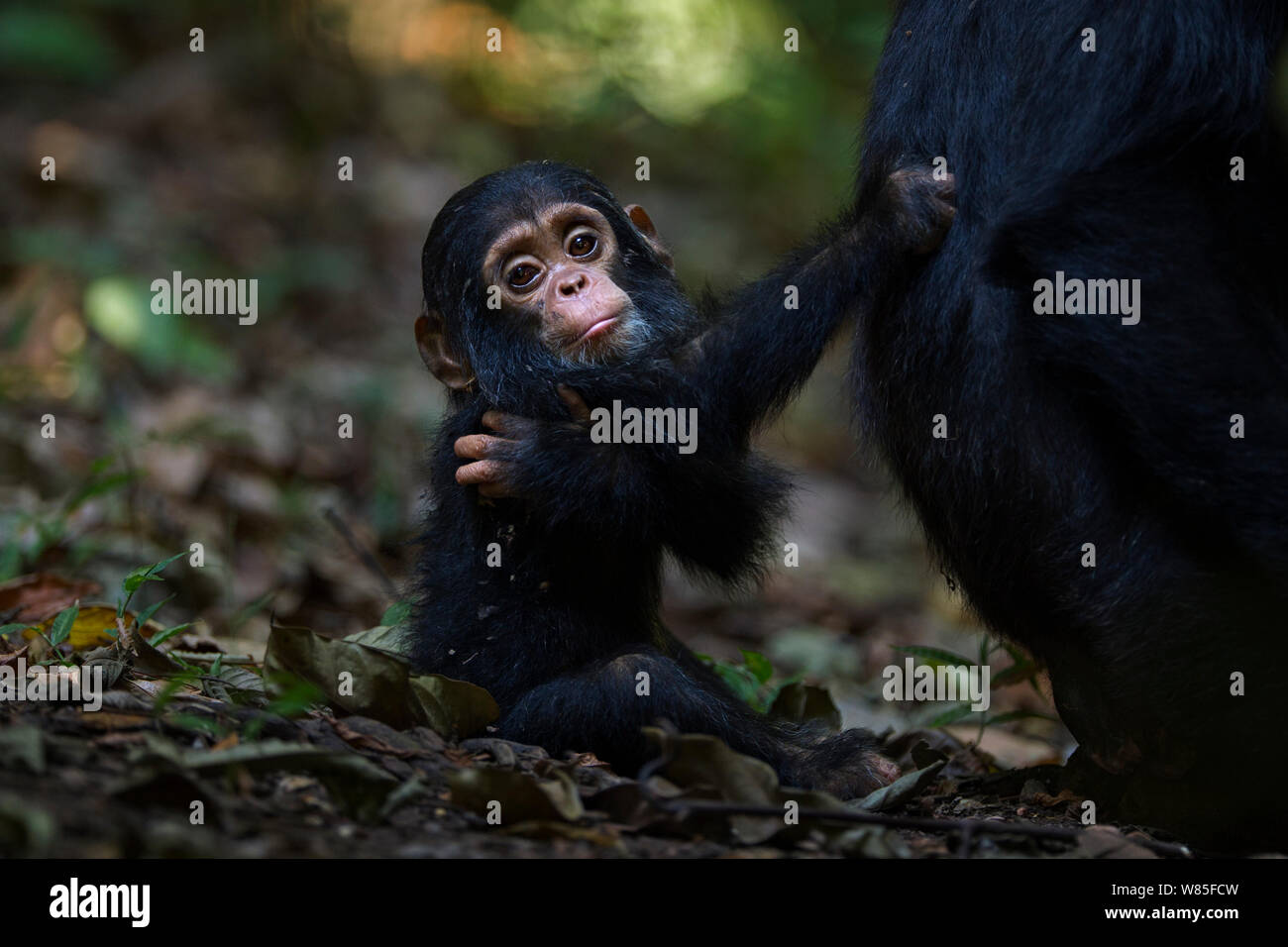 Östliche Schimpanse (Pan troglodytes) schweinfurtheii Kind männlich &#39;Fünfzig&#39; im Alter von 9 Monaten sitzen auf dem Boden und hält fest zu seiner Mutter. Gombe Nationalpark, Tansania. Stockfoto